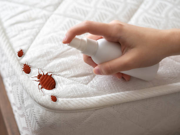 Best Spider Control Near Me  in Vinton, TX