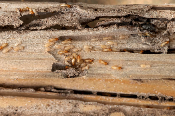 Best Pest Removal Services  in Vinton, TX